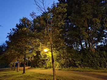Trees in park against sky at night