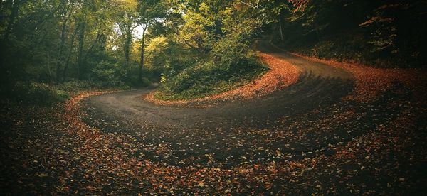 Fallen autumn leaves on winding road in forest
