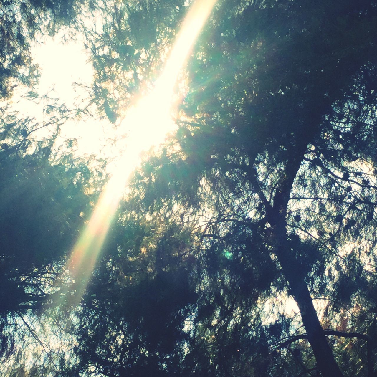 low angle view, tree, nature, sunlight, beauty in nature, sunbeam, scenics, growth, tranquility, no people, outdoors, sky, day, streaming, tranquil scene, sun, sunrays