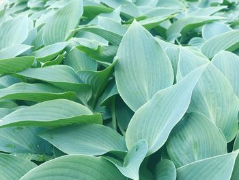 Full frame shot of leaves