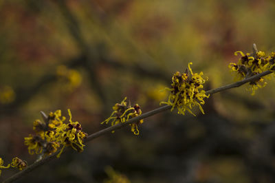 Close-up of yellow flowers