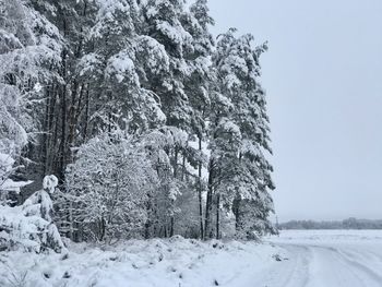 Trees on snow covered land against sky