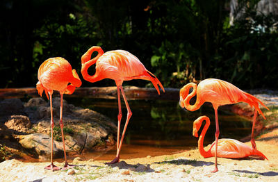 View of birds on land