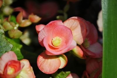 Close-up of pink flowers blooming outdoors