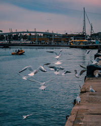 Seagulls in barcelona marina