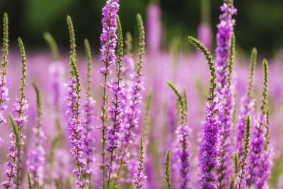 Close-up of purple lavender flowers