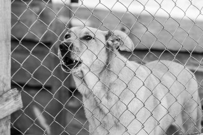 Dog looking through chainlink fence