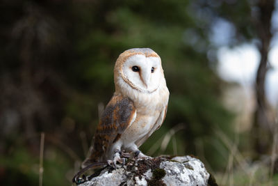 Close-up of owl perching on rock