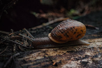 Close-up of snail on field