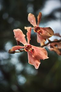 Close-up of red flowers