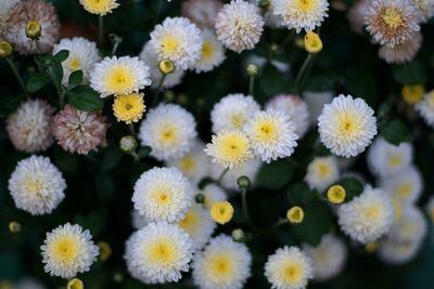 Close-up of yellow flowers blooming outdoors