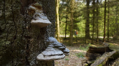 View of trees growing in forest