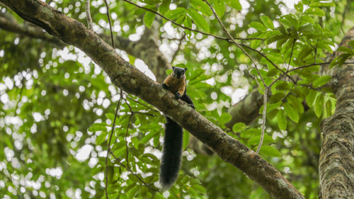 Low angle view of bird perching on tree