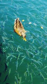 High angle view of fish swimming in sea