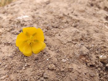 Close-up of yellow flower on field