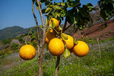 Close-up of fruits growing on tree