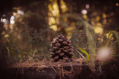 Close-up of pine cone on field