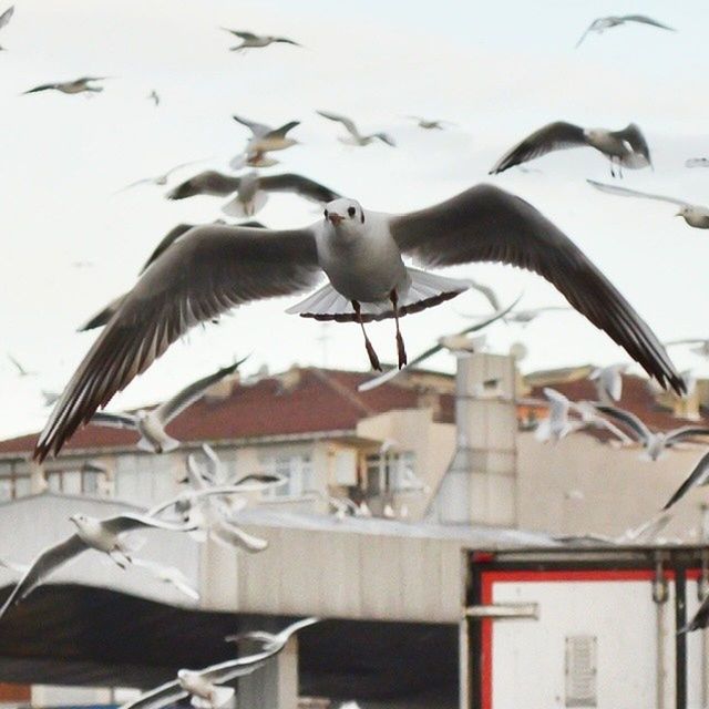 bird, animal themes, animals in the wild, flying, wildlife, seagull, built structure, architecture, building exterior, spread wings, perching, flock of birds, day, pigeon, mid-air, outdoors, sky, no people, two animals