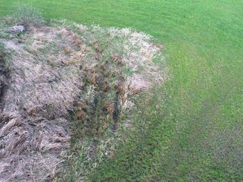 Plants growing on field