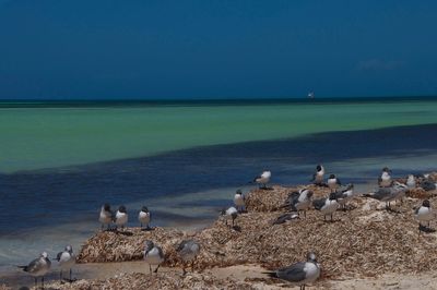 Seagulls perching on beach by sea against sky