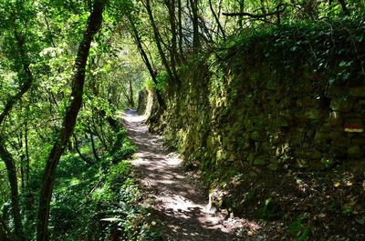 Stream passing through forest