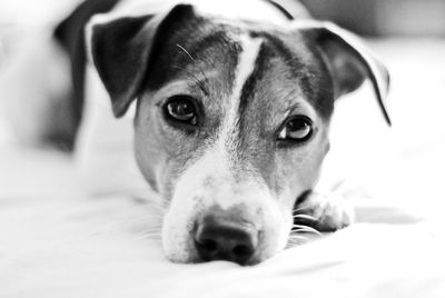 Close-up portrait of dog