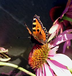 Butterfly on flower