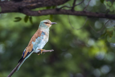 Close-up of bird perching on branch