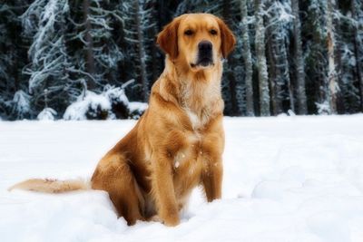 Portrait of dog sitting on snow