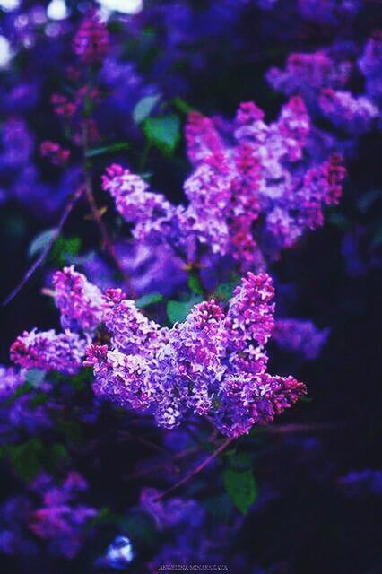 flower, purple, beauty in nature, nature, fragility, growth, no people, freshness, plant, outdoors, day, close-up, lilac, flower head, tree