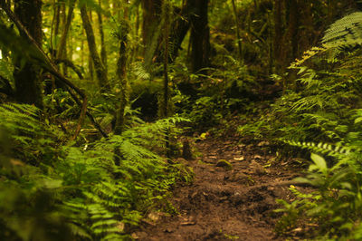 Close-up of fresh green plants and trees in forest