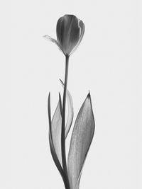 Close-up of white flower against white background