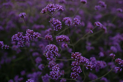 Abstract flower background of purple or violet little cute flower. peaceful countryside