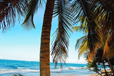 Palm trees at beach against blue sky