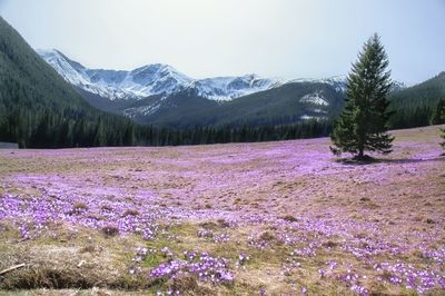 Scenic view of landscape