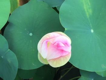 Close-up of pink rose