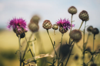 Close-up of thistle flowers growing on field