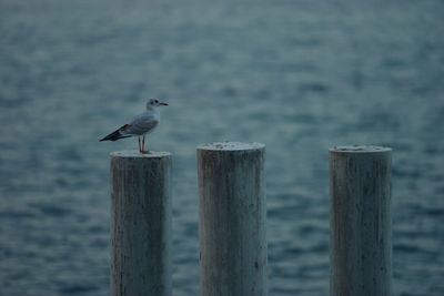 Bird perching on wooden post by sea