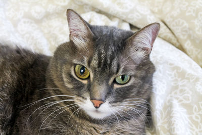 Cute gray striped domestic cat with different eyes lies on the bed.