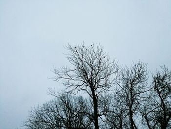 Low angle view of bare tree against sky