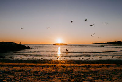 Silhouette birds flying over beach against sky during sunset