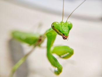 Close-up of insect on leaf