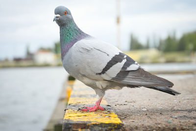 Close-up of seagull perching on retaining wall