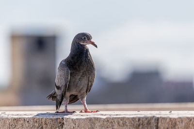 Close-up of bird perching on retaining wall