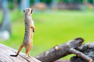 Close-up of lizard on wood