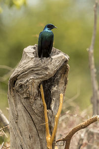 Close-up of bird perching on tree trunk