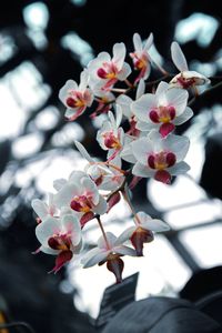 Close-up of white cherry blossoms