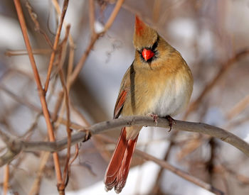 Female northern cardinal