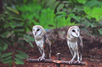 Close-up of owl perching on branch