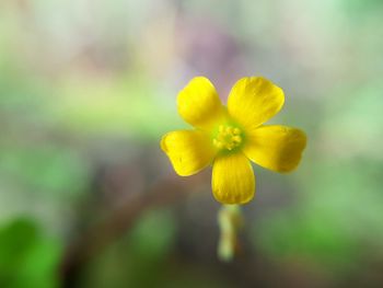 Close-up of yellow flower against blurred background